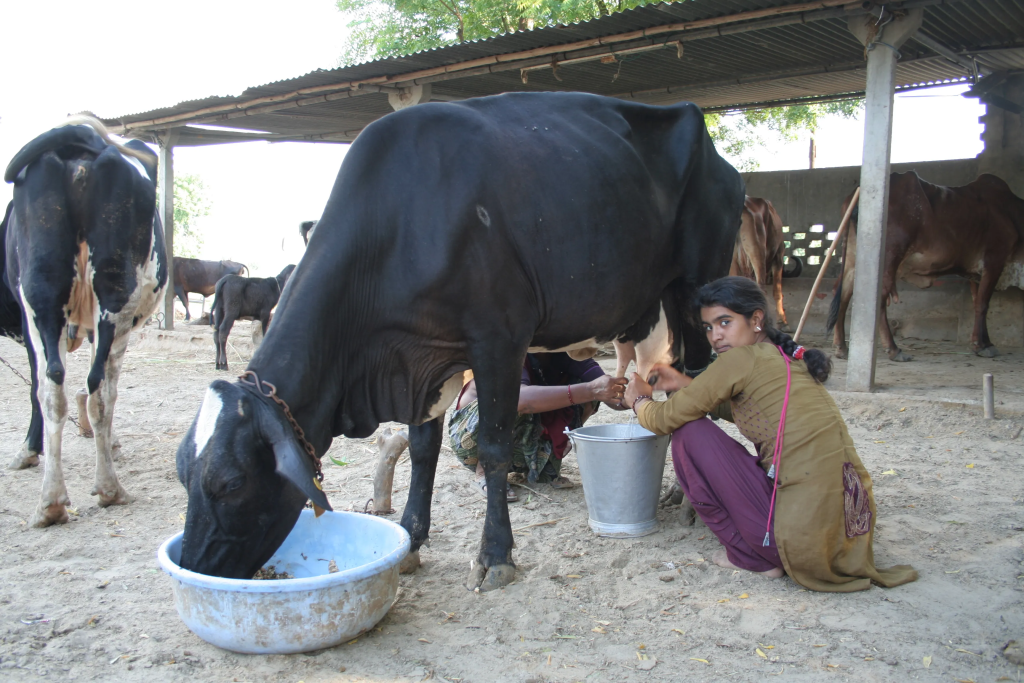 image-82-1024x683 Verdant Impact Raises $3 Million Seed Funding to Transform Bovine Genetics and Livestock Productivity